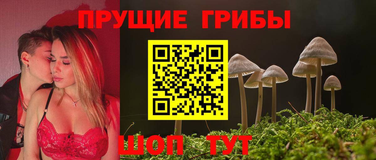 Галлюциногенные грибы Psilocybe Тара